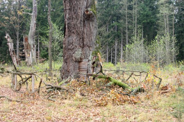 Týniště nad Orlicí, 5.11.2017
U Houkvice. Odlomená větev největšího dubu. 
Klíčová slova: Týniště nad Orlicí U Houkvice