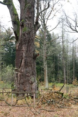 Týniště nad Orlicí, 5.11.2017
U Houkvice. Odlomená větev největšího dubu. 
Klíčová slova: Týniště nad Orlicí U Houkvice