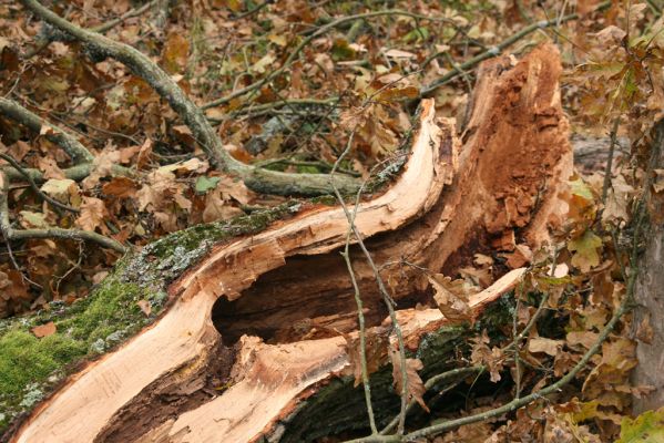 Týniště nad Orlicí, 5.11.2017
U Houkvice. Odlomená větev největšího dubu. 
Keywords: Týniště nad Orlicí U Houkvice