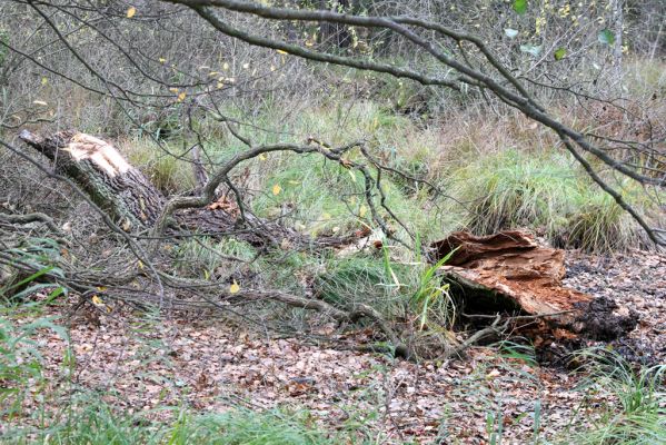 Týniště nad Orlicí, 5.11.2017
U Houkvice - Malé Houkvice. Větev odlomená z velkého dubu osídlená kovaříky Ampedus brunnicornis a A. cardinalis.

Klíčová slova: Týniště nad Orlicí U Houkvice Ampedus brunnicornis cardinalis