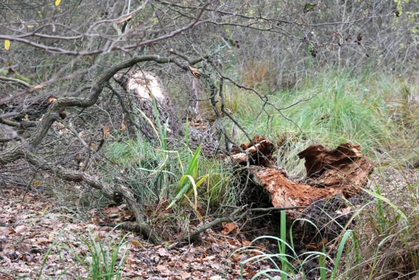 Týniště nad Orlicí, 5.11.2017
U Houkvice - Malé Houkvice. Větev odlomená z velkého dubu osídlená kovaříky Ampedus brunnicornis a A. cardinalis.
Schlüsselwörter: Týniště nad Orlicí U Houkvice Ampedus brunnicornis cardinalis