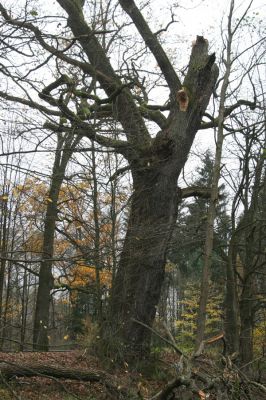 Týniště nad Orlicí, 5.11.2017
U Houkvice. Dub na hrázi Malé Houkvice.
Klíčová slova: Týniště nad Orlicí U Houkvice Ampedus brunnicornis cardinalis