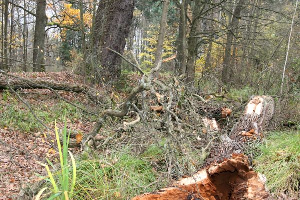 Týniště nad Orlicí, 5.11.2017
U Houkvice. Dub na hrázi Malé Houkvice - odlomená větev.
Mots-clés: Týniště nad Orlicí U Houkvice Ampedus brunnicornis cardinalis