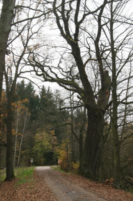 Týniště nad Orlicí, 5.11.2017
U Houkvice. Dub na hrázi Malé Houkvice.
Klíčová slova: Týniště nad Orlicí U Houkvice Ampedus brunnicornis cardinalis