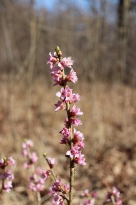 Týniště nad Orlicí, 9.3.2022
U Houkvice - lýkovec jedovatý.
Keywords: Týniště nad Orlicí U Houkvice