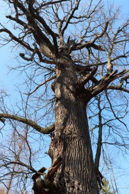 Týniště nad Orlicí, 9.3.2022
Rybník Rozkoš - starý dub.
Klíčová slova: Týniště nad Orlicí obora rybník Rozkoš