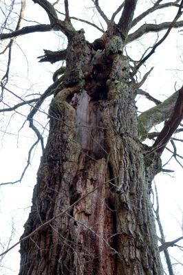 Týniště nad Orlicí, 9.3.2022
Rybník Rozkoš - starý dub.
Klíčová slova: Týniště nad Orlicí obora rybník Rozkoš