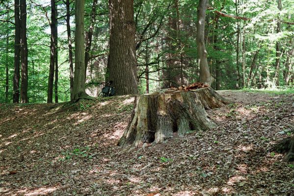 Týniště nad Orlicí, VII.2005 
Stávek - dubová alej na staré hrázi.


Mots-clés: Týniště nad Orlicí Stávek