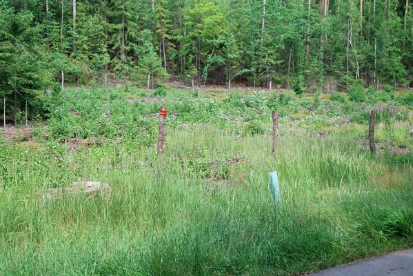 Týniště nad Orlicí, VII.2005 
U Glorietu. Již bez starého dubu, zato s dosadbou aleje dubů červených.


Klíčová slova: Týniště nad Orlicí U Glorietu