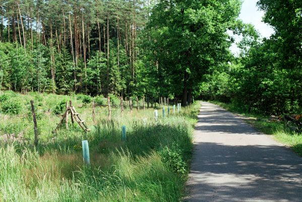 Týniště nad Orlicí, VII.2005 
U Glorietu. Již bez starého dubu, zato s dosadbou aleje dubů červených.
Schlüsselwörter: Týniště nad Orlicí U Glorietu