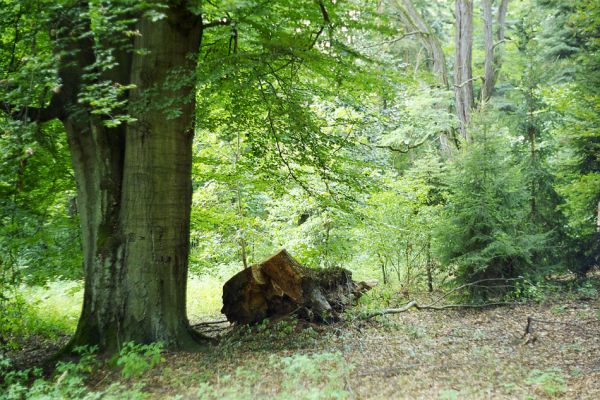 Týniště nad Orlicí, léto 1998
Bývalá týnišťská obora. Pařez z podříznutého dubu v rezervaci U Glorietu byl osídlen kovaříky Hypoganus inunctus.
Klíčová slova: Týniště nad Orlicí U Glorietu Hypoganus inunctus