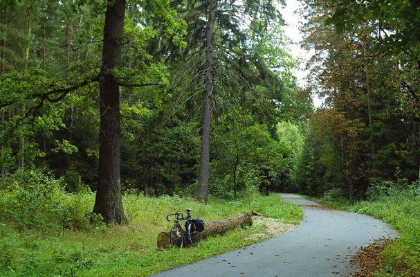 Týniště nad Orlicí, léto 1998
Bývalá týnišťská obora. Podříznutý dub v rezervaci U Glorietu byl osídlen kovaříky Hypoganus inunctus.
Schlüsselwörter: Týniště nad Orlicí U Glorietu Hypoganus inunctus