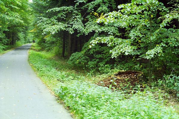 Týniště nad Orlicí, léto 1998
Bývalá týnišťská obora. Podříznutý dub u rybníka Rozkoš byl osídlen páchníky hnědými.
Schlüsselwörter: Týniště nad Orlicí obora rybník Rozkoš Osmoderma barnabita.