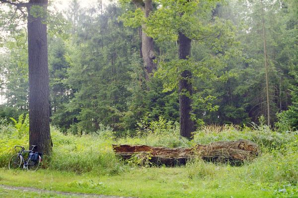 Petrovice nad Orlicí, léto 1998
Bývalá týnišťská obora. Podříznutý dub v blízkosti petrovické hájovny byl osídlen páchníky hnědými a kovaříky Lacon querceus, Elater ferrugineus, Crepidophorus mutilatus, Ampedus brunnicornis a A. cardinalis. Čest jeho památce...
Schlüsselwörter: Týniště nad Orlicí Petrovice Petrovická hájovna Osmoderma barnabita Crepidophorus mutilatus Elater ferrugineus Ampedus brunnicornis cardinalis