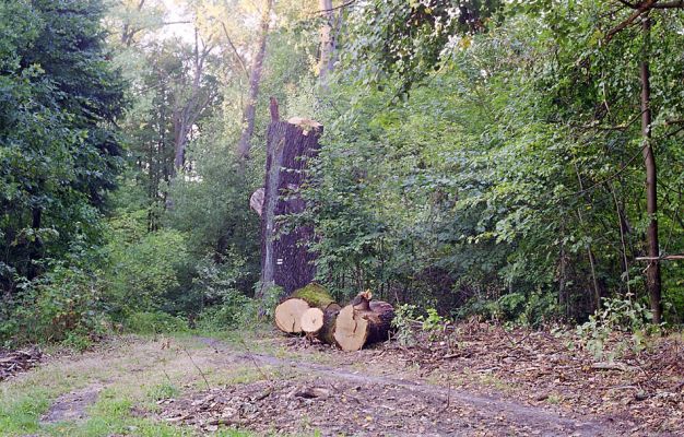 Týniště nad Orlicí, léto 2002
Likvidace obrovitého dubu, který rostl na okraji lesa v blízkosti rybníka Rozkoše u cesty z Týniště k petrovické hájovně.
Keywords: Týniště nad Orlicí obora Osmoderma eremita Elater ferrugineus