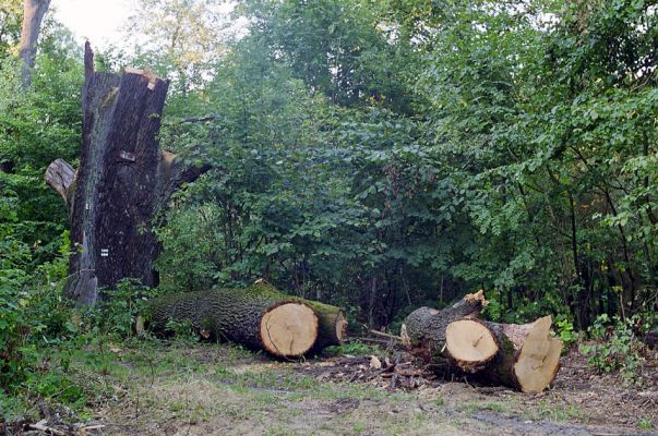 Týniště nad Orlicí, léto 2002
Likvidace obrovitého dubu, který rostl na okraji lesa v blízkosti rybníka Rozkoše u cesty z Týniště k petrovické hájovně. Biotop páchníků hnědých a kovaříků Elater ferrugineus.
Klíčová slova: Týniště nad Orlicí obora Osmoderma eremita Elater ferrugineus