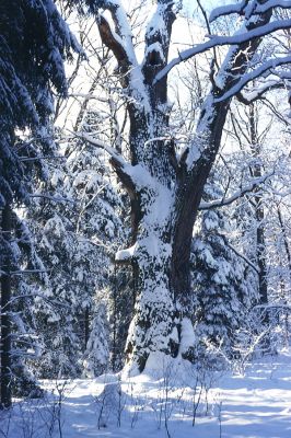 Petrovice nad Orlicí, zima 2002
Mohutný dub v rezervaci u Houkvice.
Schlüsselwörter: Petrovice nad Orlicí U Houkvice Elater ferrugineus Ampedus brunnicornis Cardiophorus gramineus