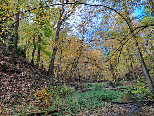 Skryje, 29.10.2023
Údolí Úpořského potoka.
Keywords: Křivoklátsko Skryje Týřov Úpořský potok