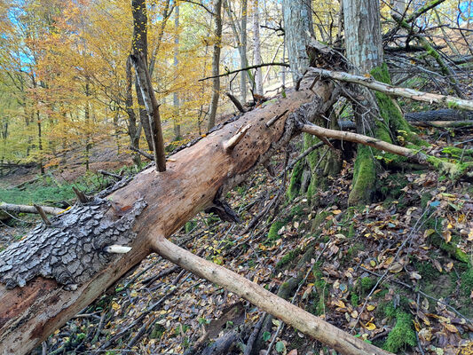 Skryje, 29.10.2023
Údolí Prostředního potoka.
Klíčová slova: Křivoklátsko Skryje Týřov Prostřední potok Ampedus melanurus