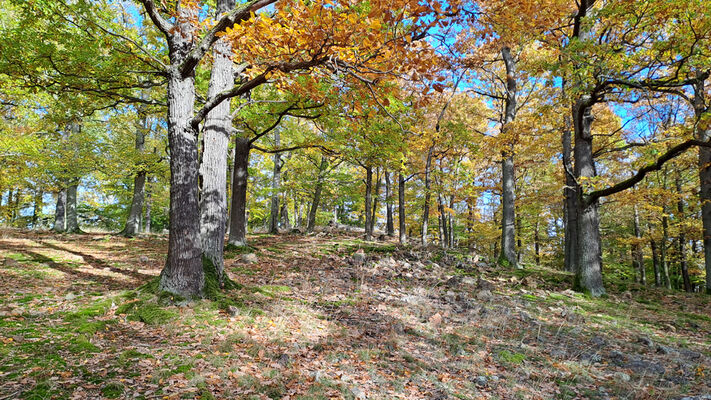 Skryje, 29.10.2023
Zelený vrch.
Keywords: Křivoklátsko Skryje Týřov Zelený vrch