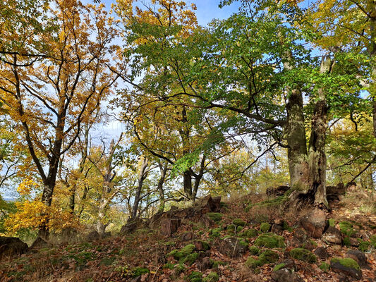 Skryje, 29.10.2023
Les na Zeleném vrchu.
Keywords: Křivoklátsko Skryje Týřov Zelený vrch