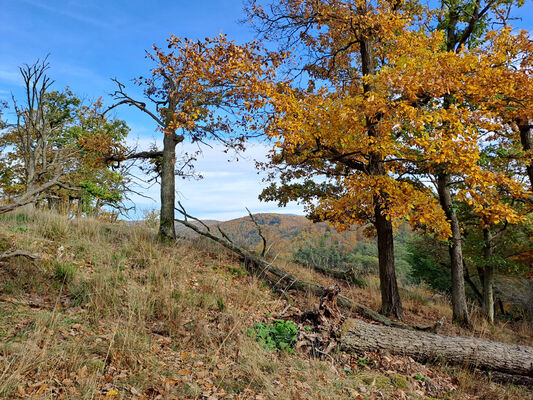 Skryje, 29.10.2023
Zelený vrch.
Keywords: Křivoklátsko Skryje Týřov Zelený vrch