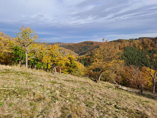 Skryje, 29.10.2023
Pleš na Zeleném vrchu.
Klíčová slova: Křivoklátsko Skryje Týřov Zelený vrch