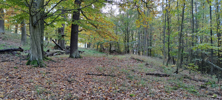 Skryje, 29.10.2023
Zelený vrch.
Schlüsselwörter: Křivoklátsko Skryje Týřov Zelený vrch