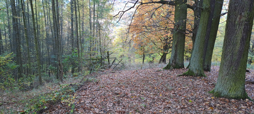 Skryje, 29.10.2023
Zelený vrch.
Keywords: Křivoklátsko Skryje Týřov Zelený vrch