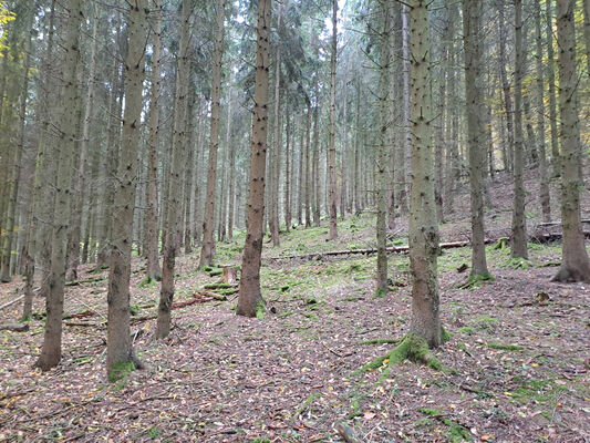 Skryje, 29.10.2023
Zelený vrch. Smrková monokultura.
Schlüsselwörter: Křivoklátsko Skryje Týřov Zelený vrch