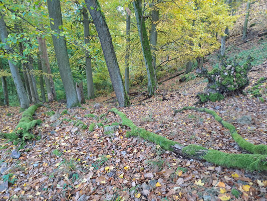 Skryje, 29.10.2023
Zelený vrch.
Schlüsselwörter: Křivoklátsko Skryje Týřov Zelený vrch