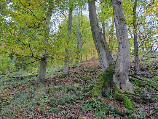 Skryje, 29.10.2023
Zelený vrch.
Keywords: Křivoklátsko Skryje Týřov Zelený vrch