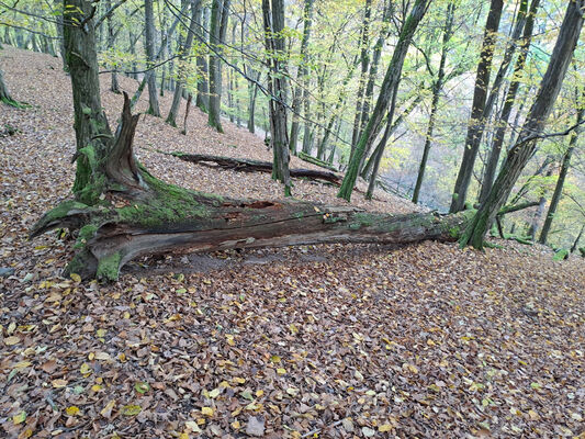 Skryje, 29.10.2023
Zelený vrch.
Schlüsselwörter: Křivoklátsko Skryje Týřov Zelený vrch