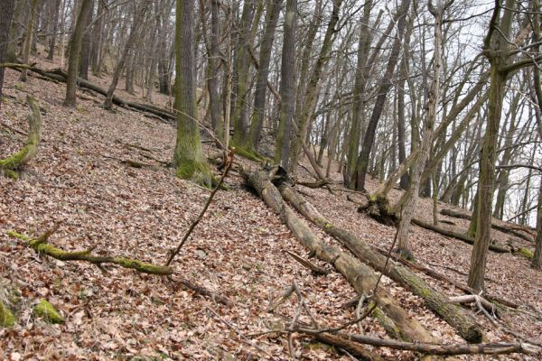 Karlova Ves - rezervace Týřov, 30.3.2009
Suťový les na severním svahu Týřovických skal.
Klíčová slova: Křivoklátsko Týřov Týřovické skály