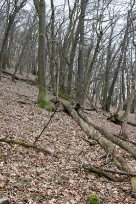 Karlova Ves - rezervace Týřov, 30.3.2009
Suťový les na severním svahu Týřovických skal.
Schlüsselwörter: Křivoklátsko Týřov Týřovické skály