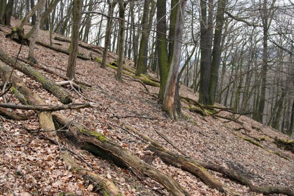 Karlova Ves - rezervace Týřov, 30.3.2009
Suťový les na severním svahu Týřovických skal.
Klíčová slova: Křivoklátsko Týřov Týřovické skály