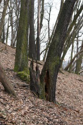 Karlova Ves - rezervace Týřov, 30.3.2009
Suťový les na severním svahu Týřovických skal.
Schlüsselwörter: Křivoklátsko Týřov Týřovické skály