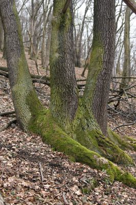 Karlova Ves - rezervace Týřov, 30.3.2009
Suťový les na severním svahu Týřovických skal.
Klíčová slova: Křivoklátsko Týřov Týřovické skály Calambus bipustulatus
