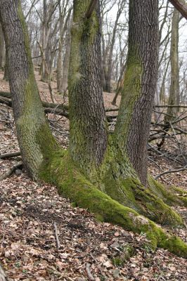 Karlova Ves - rezervace Týřov, 30.3.2009
Suťový les na severním svahu Týřovických skal.
Schlüsselwörter: Křivoklátsko Týřov Týřovické skály Calambus bipustulatus