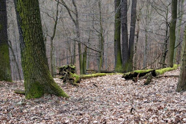 Karlova Ves - rezervace Týřov, 30.3.2009
Suťový les na severním svahu Týřovických skal.
Mots-clés: Křivoklátsko Týřov Týřovické skály