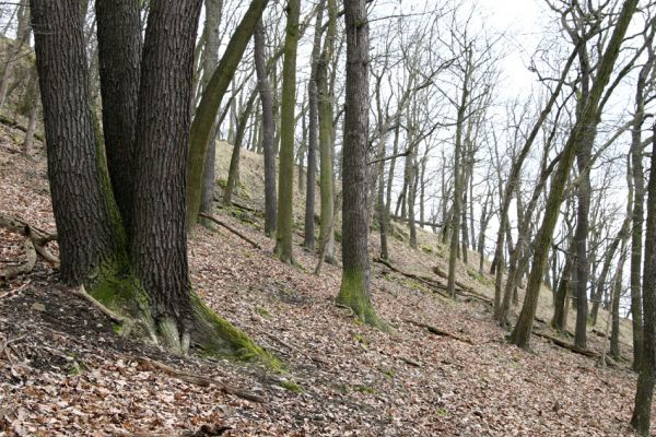 Karlova Ves - rezervace Týřov, 30.3.2009
Suťový les na severním svahu Týřovických skal.
Keywords: Křivoklátsko Týřov Týřovické skály