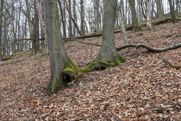 Karlova Ves - rezervace Týřov, 30.3.2009
Suťový les na severním svahu Týřovických skal.
Keywords: Křivoklátsko Týřov Týřovické skály