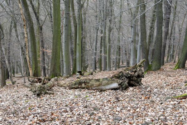 Karlova Ves - rezervace Týřov, 30.3.2009
Suťový les na severním svahu Týřovických skal.
Mots-clés: Křivoklátsko Týřov Týřovické skály