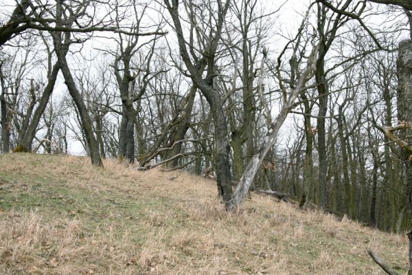 Karlova Ves - rezervace Týřov, 30.3.2009
Lesostepní formace na jihozápadním svahu nad Týřovickými skalami. 
Klíčová slova: Křivoklátsko Týřov Týřovické skály