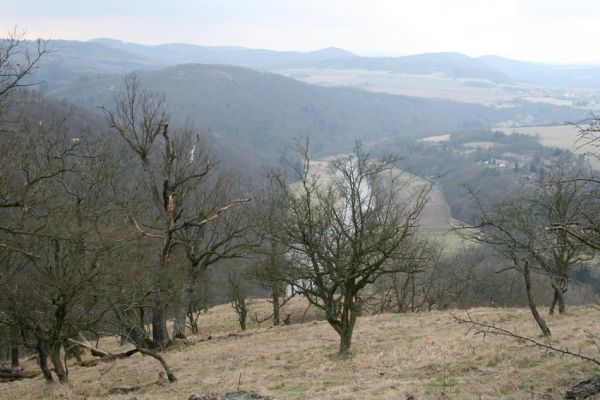 Karlova Ves - rezervace Týřov, 30.3.2009
Lesostepní formace na jihozápadním svahu nad Týřovickými skalami. 
Schlüsselwörter: Křivoklátsko Týřov Týřovické skály Cardiophorus erichsoni Megapenthes lugens Procraerus tibialis