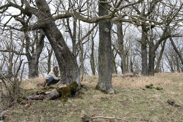 Karlova Ves - rezervace Týřov, 30.3.2009
Dutý jasan na hřbetu Týřovických skal. Biotop kovaříka Limoniscus violaceus.
Klíčová slova: Křivoklátsko Týřov Týřovické skály Limoniscus violaceus Megapenthes lugens Ischnodes sanguinicollis