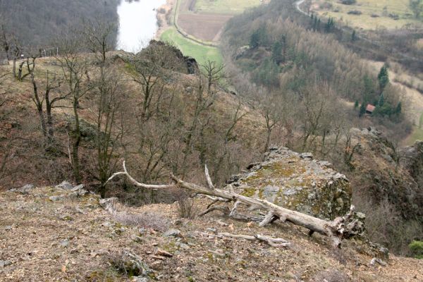 Karlova Ves - rezervace Týřov, 30.3.2009
Lesostepní formace na jihozápadním svahu nad Týřovickými skalami. 
Keywords: Křivoklátsko Týřov Týřovické skály Berounka Cardiophorus erichsoni