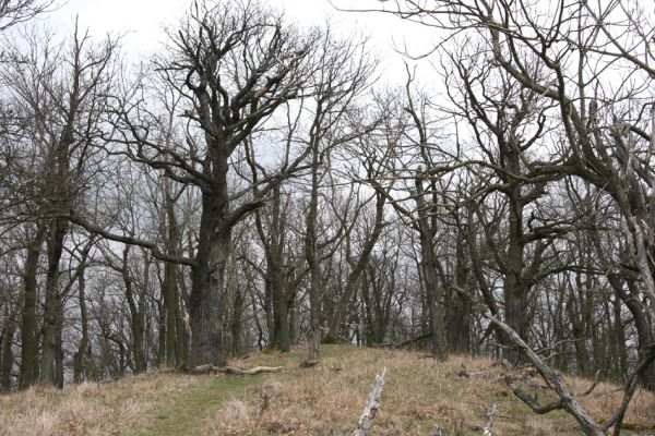 Karlova Ves - rezervace Týřov, 30.3.2009
Lesostepní formace na jihozápadním svahu nad Týřovickými skalami. 
Keywords: Křivoklátsko Týřov Týřovické skály Limoniscus violaceus Megapenthes lugens Ischnodes sanguinicollis