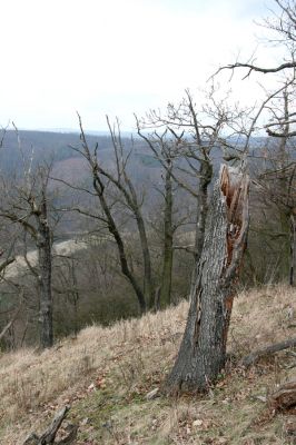 Karlova Ves - rezervace Týřov, 30.3.2009
Lesostepní formace na jihozápadním svahu nad Týřovickými skalami. 
Mots-clés: Křivoklátsko Týřov Týřovické skály