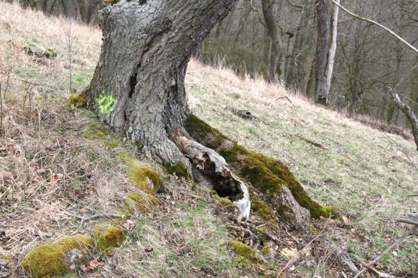 Karlova Ves - rezervace Týřov, 30.3.2009
Dutý jasan na hřbetu nad Týřovickými skalami. Biotop kovaříka Limoniscus violaceus.
Mots-clés: Křivoklátsko Týřov Týřovické skály Limoniscus violaceus Megapenthes lugens Ischnodes sanguinicollis